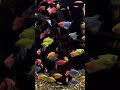 #fish #viralvideo #shorts #tetrafish #thefishguy