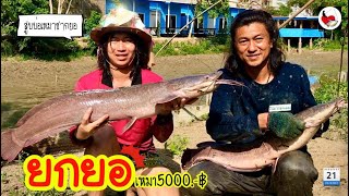 ยกยอ เหมาสูบบ่อ ►Fishing lifestyle Ep.398