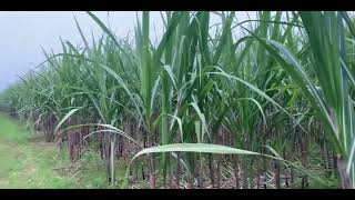 Sugarcane crop | Trench method of planting Sugarcane