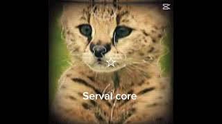 Serval core ,Comment for another animal #theriantropy #servalcats #core #theriannotfurry