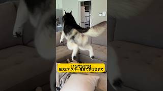 【柴犬がハスキーを育て上げるまで〜】1分に詰め込んじゃいました見れないとご指摘があり再投稿#シベリアンハスキー #柴犬 #shortvideo #youtubeshorts #dog #short