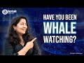 Whale Watching: How Big Investors Move the Markets | Stock Market | Warren Buffett