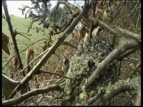 Bbc Springwatch 2013 Episode 8 Youtube