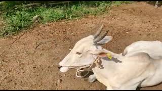 Hallikar Family belongs to Farmer Niranjan in Honnanayakahalli, Keragodu Hobli, Mandaya District