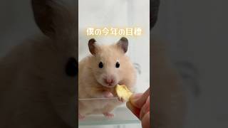 ポムが遅ればせながら今年の目標を発表してくれるそうです！（キンクマハムスター‪🐹）#キンクマ#ハムスター#飼い主を足蹴にする系ハムスター#ポム#2025#目標#TikTok#Instagram