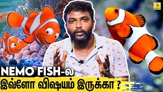 ரூ.150 க்கு நீமோ FISH ஆ ? : வியப்பூட்டும் நீமோ மீன்கள் | The Amazing Lifestyle Of A Clownfish