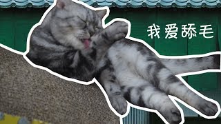 猫咪为何喜欢舔毛？是洁癖吗？原因有4点，铲屎官都应知道