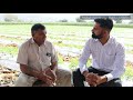 3 महीने में 2 से 6 लाख टमाटर से कमाते tomato vegetable farming in open field successful farmer