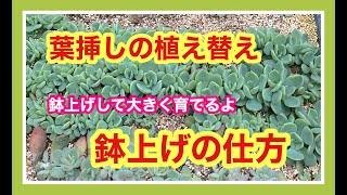 多肉の葉挿しトレーからの鉢上げの仕方