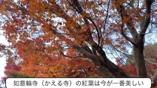 ⑴〈かえる寺〉もみじ🍁🍂がとっても美しくて感動しました。(福岡県小郡市)