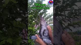 রেসার কবুতরের বাচ্চার দাম |রেসার কবুতরের ট্রেনিং |#shorts #short #short #guru#mashallah_kabutar_ghar