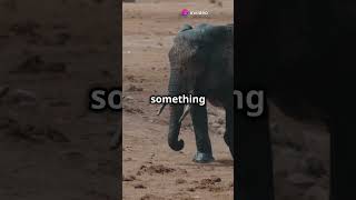 Why Elephants Can't Jump but Swim Like People