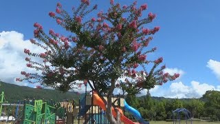 【幹はツルツル】「サルスベリ」の花が見頃　三重・熊野市