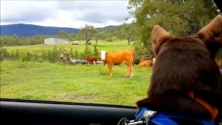 Buzz is udderly captivated by cows