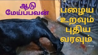 ஆடு... பழைய உறவு புதிய வரவு