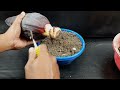 how to grow banana tree from plantain flower tree made from banana flower