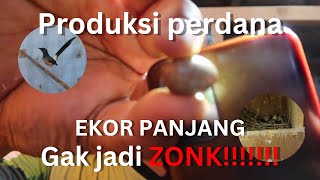 Produksi pertama, indukan ekor panjang TIDAK ZONK!!