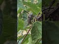 보기 어려운 말매미 알낳는 순간(The moment when cicadas lay eggs, which is hard to see),Gal Ultra24 100×zoom