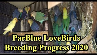 Parblue Love Birds Breeding Progress 2020||Love Birds Breeding Progress||Jibran Ahmad|Hindi\\Urdu