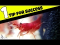 How to Breed Freshwater Shrimp - The Most Important Factor