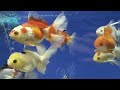 oranda dev kampanya devam etmekte..... akvaryum aquarium goldfish oranda keşvet fish koi