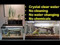 DIY Aquaponic fish tank - Crystal clear water, no cleaning, no water changing, no chemicals