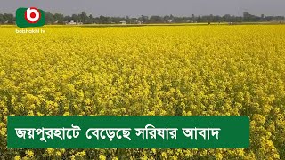 জয়পুরহাটে বেড়েছে সরিষার আবাদ