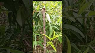 grafting in peach plant #youtube #ytshort #plantcare #suggestedvideo