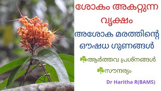 Asoka flower plant medicinal uses malayalam|Saraca asoka|Asoka plant malayalam|