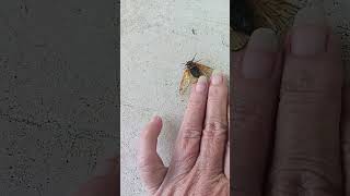 cicada slow motion 1