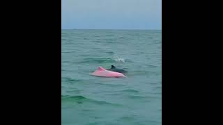 Spotting the rare pink dolphin 🐬 💕