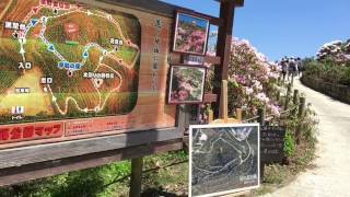 福岡県星野村シャクナゲ祭り 満開と絶景 20170423