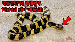 বাংলাদেশের মারাত্মক বিষধর সাপ শঙ্খিনী! Baned Krait | ১০ Solutions