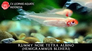 Hemigrammus bleheri THE ADORABLE RUMMY NOSE TETRA ALBINO. (Leopard Aquatic C060A)