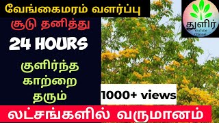 வேங்கை மரம் வளர்ப்பு \u0026 வருமானம் || Indian Kino tree cultivation in Tamil || வேங்கை மரம் || துளிர்