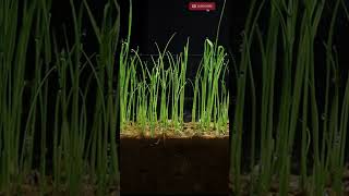 12 Day in 20 Seconds  - Amazing Rice Growth Timelapse #shorts #timelapse #rice