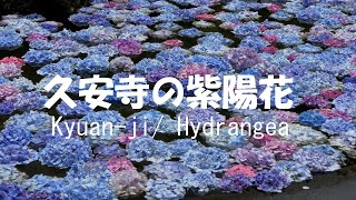 花の寺 久安寺の紫陽花2020　池田市　Flower Temple Kyuan-ji Hydrangea  Ikeda-shi Osaka Japan