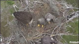 SWFL. M15 brings a squirrel, F23 feeds eaglets /14:31/ 2025-01-11