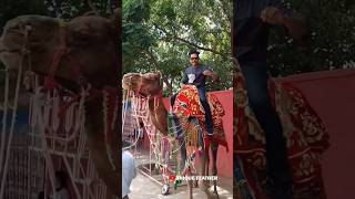 രാജസ്ഥാനിലെ ഒട്ടക സഫാരി🌟 Camel ride in Rajasthan🔥Rajasthan 🌞 Street😍Mallu Travelers😎Kerala-Rajasthan