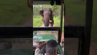 എന്തോ ഭാഗ്യത്തിന് ഒന്നും ചെയ്തില്ല 😲 || elephant attack || #elephantattack #wildlifephotography