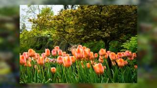 春之聲圓舞曲. The Butchart Gardens in Victoria. 布查徳花園. 2016.