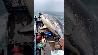 HUGE FISH caught by brave fishermen🐳🐬#fishing #sea #shorts