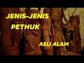 jenis-jenis bambu pethuk