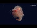 Baby bloom in the deep sea: Survival strategies from the seafloor to the ocean surface and back