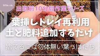 【多肉植物#178】【出勤前作業】葉挿しトレイ再利用♻️芽が出たらラッキートレイを作る🌱