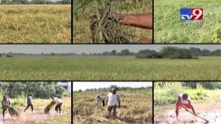 Rajkot farmers resent over delay in assessment of damaged crop | Tv9GujaratiNews