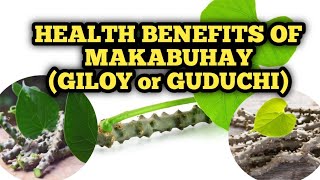 THE HEALING WONDERS OF MAKABUHAY (GUDUCHI).