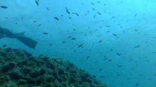 [Scuba Diving in Izu, Japan]2012年9月29日(土)田子ダイビング【台風間近】