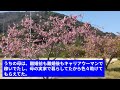 相続放棄して貰わないと生きていけないと父の不倫相手が言ってきたが、養育費を踏み倒しておいて何様だ！と思い私は断ったし、言いたい事を言ってやった結果【スカッとじゃぱん】