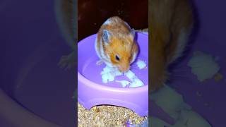 আমার হ্যামস্টারে কি সুন্দর করে ডিম খায়। hamster life